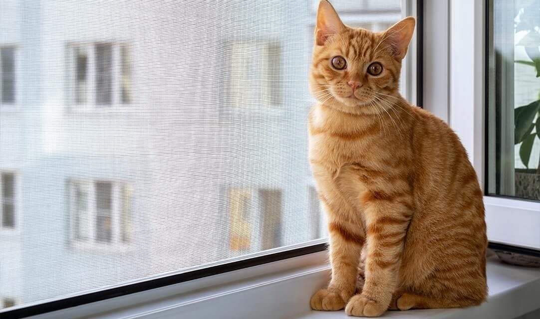 Zanzariere per possessori di animali